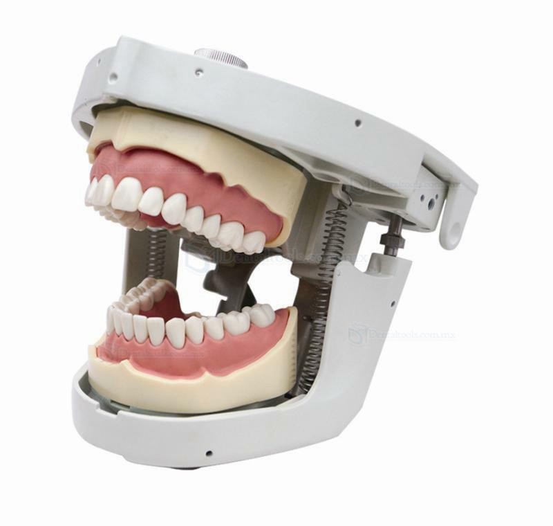 Jingle JG-C4 Fantoma Dental Maniquí Completo Compatible con Nissin Kilgore / Frasaco